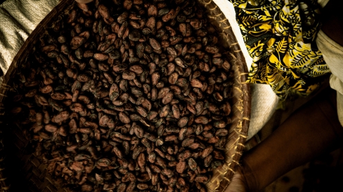 Porcentaje de cacao en el chocolate: El artículo que pone fin a las ideas preconcebidas